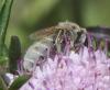 Seladonia pollinosa